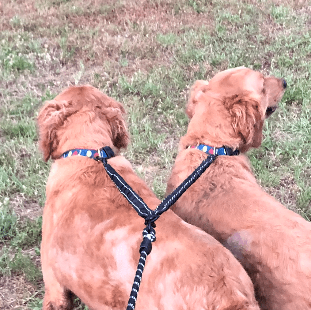 Dual Bungee Leash Add-On For Dog
